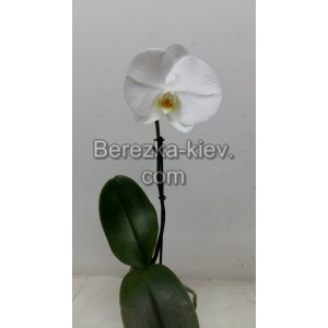 Орхидея 1 ветка (Синголо) Белый